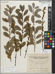 Foto von Salix myrsinifolia Salisb.
